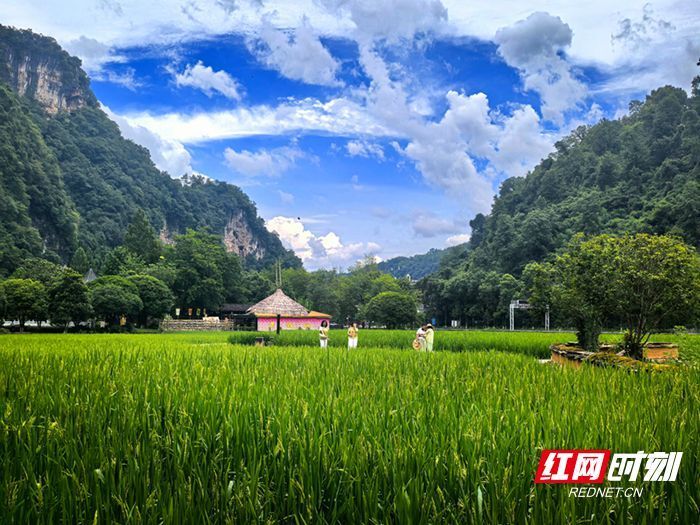 稻浪飘香引客来，黄龙洞景区田园风光受青睐_腾讯新闻