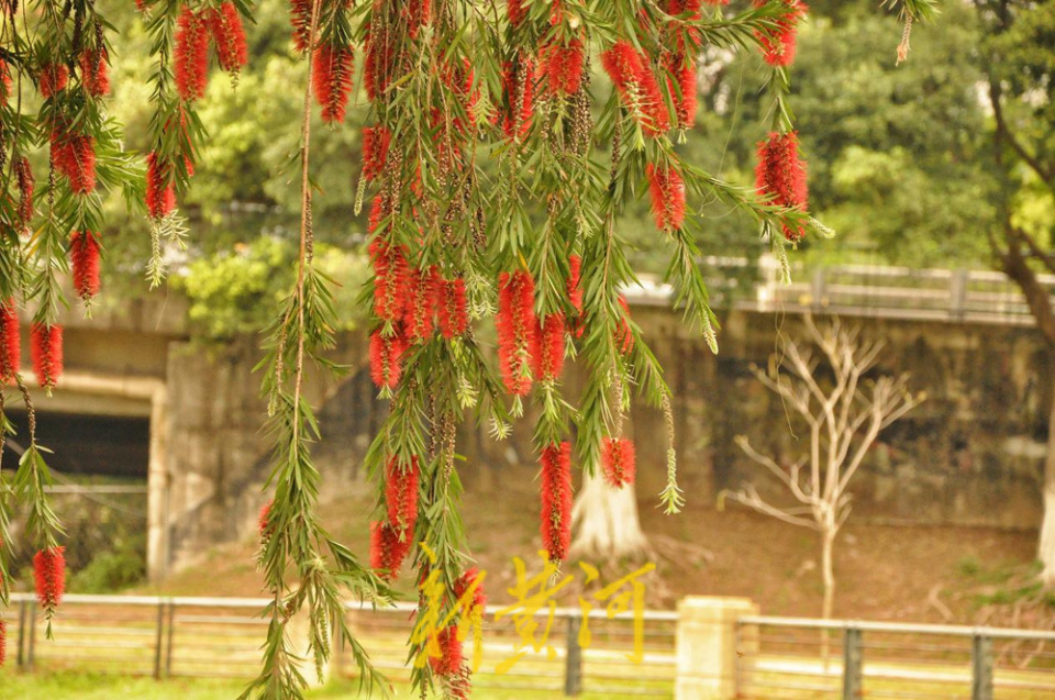 中海蓝湾至洛溪岛净水厂路段,东兴高速洛浦段和南浦段,大片大腹木棉和