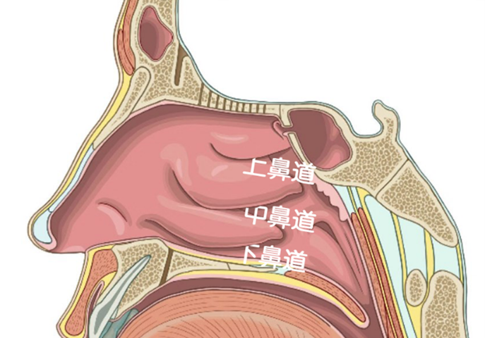 三个鼻道图片图片