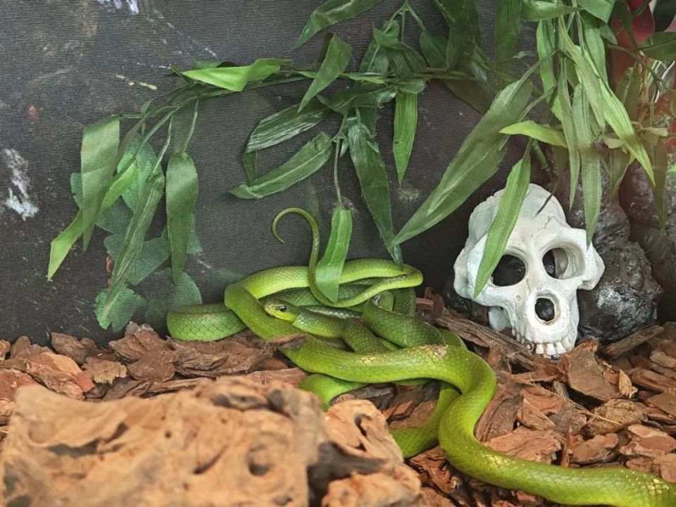 缅甸蟒乔迁记!台州湾野生动物园蛇馆大翻新_腾讯新闻