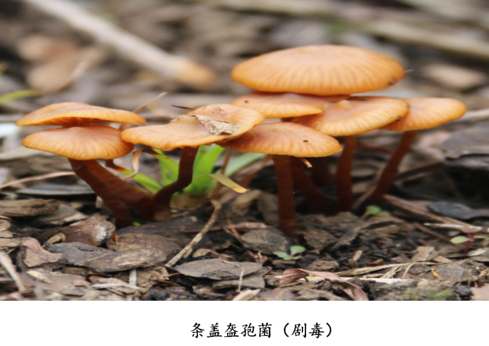 鹅膏属的一些种类是最常见的剧毒蘑菇,它们的基本鉴别要点:长有"菌盖