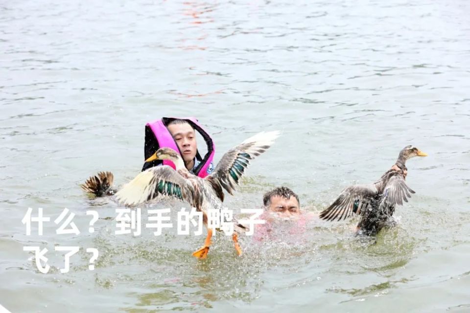 一大波"表情包"出炉!抢鸭子大战真快乐"鸭"