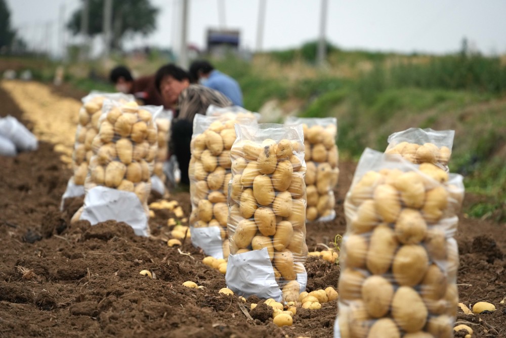 山东滕州:马铃薯收获忙