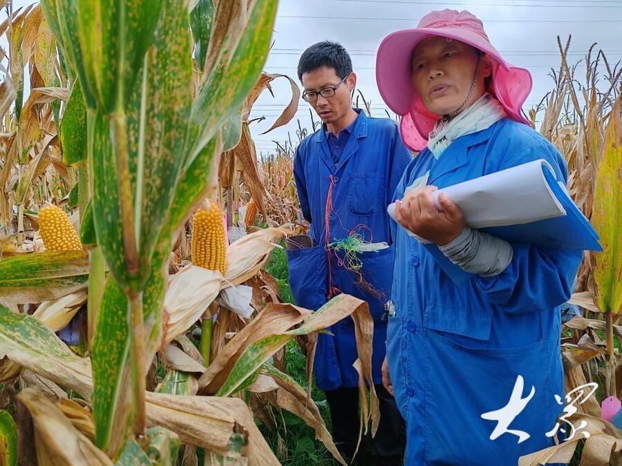3月19日,曹凤格(右)和徐书举在南繁基地收获玉米.