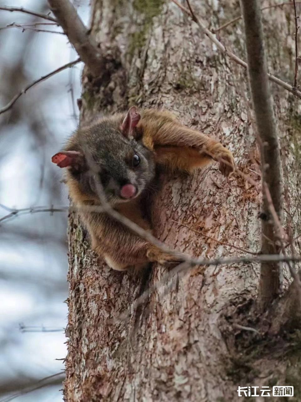 宜昌惊现可爱新"萌宠"鼯鼠_腾讯新闻