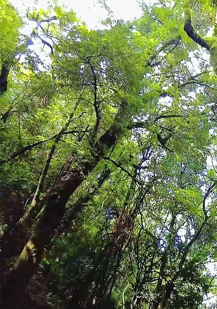 走进哀牢秘境 揭秘“云南虫谷”（二） 多年保护见成效 哀牢山生物多样性丰富多彩_腾讯新闻