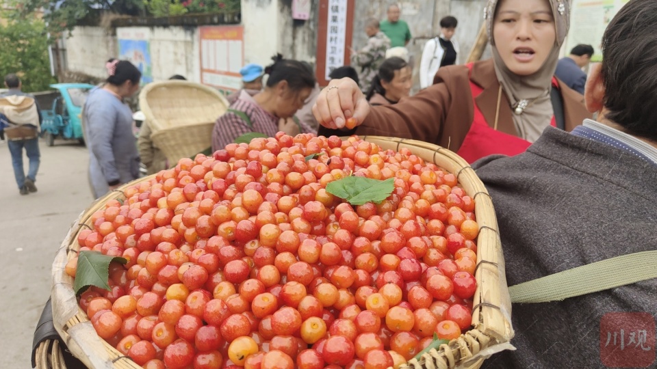c视频|冕宁樱桃红 1.6万亩"红色珍珠"挂枝头