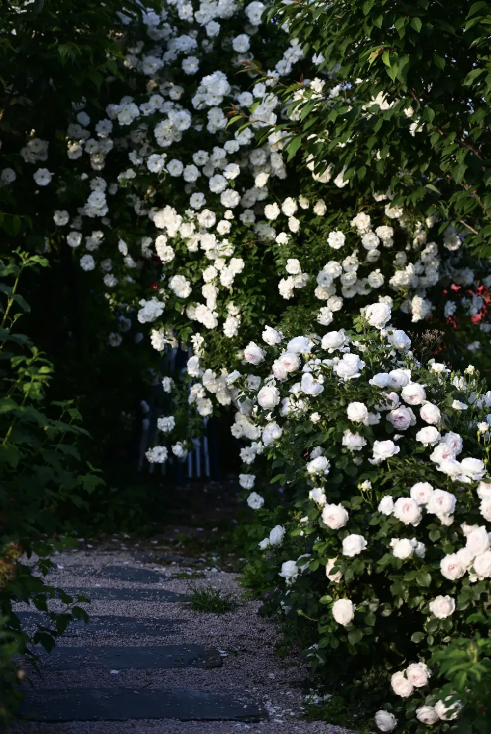 日照又一处隐匿的神秘花园!2000种花朵盛放,浪漫又惊艳!