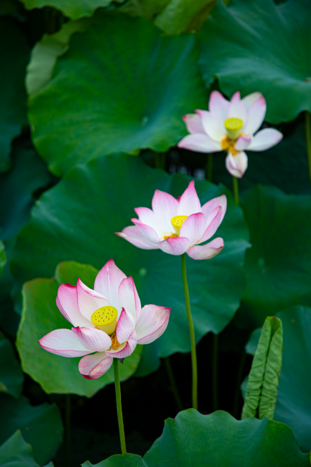 宜昌这里大片荷花绽放,快去打卡!