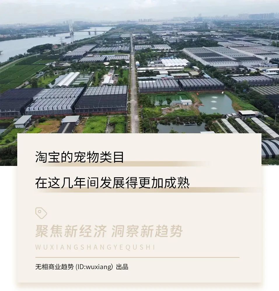 一只乌龟卖几十万：她把养宠物的小众市场，做成了大生意-腾讯新闻
