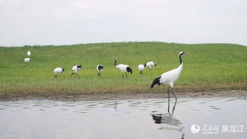 旅发看"鹤城"丨在扎龙国家级自然保护区看丹顶鹤惬意栖息