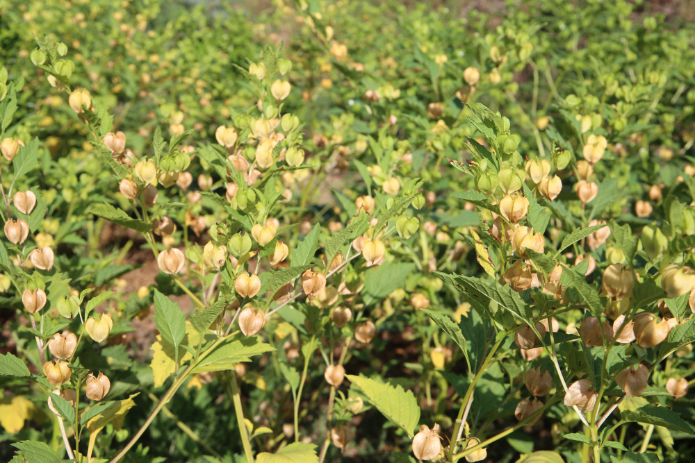 冰粉树学名假酸浆,是茄科一年生草本植物,耐贫瘠,耐