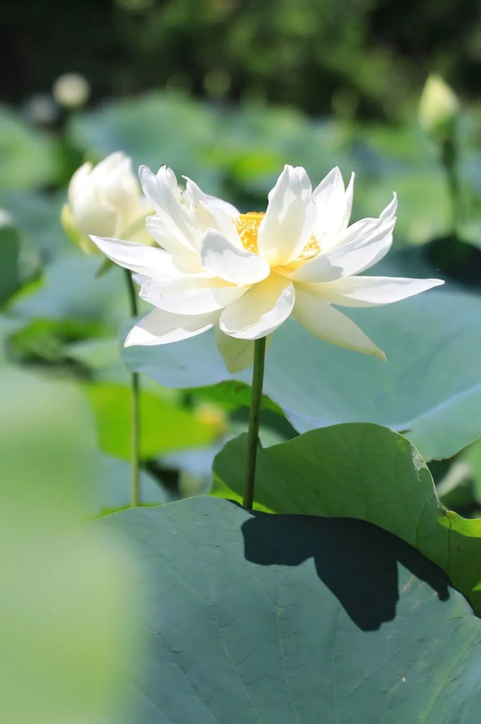 报~~~今夏第一波荷花,开了!