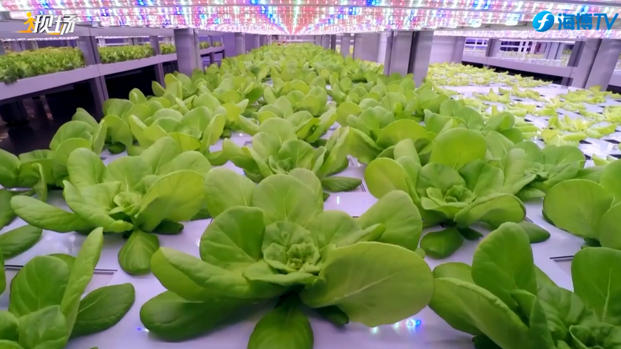 集装箱种植演绎"智慧农业"