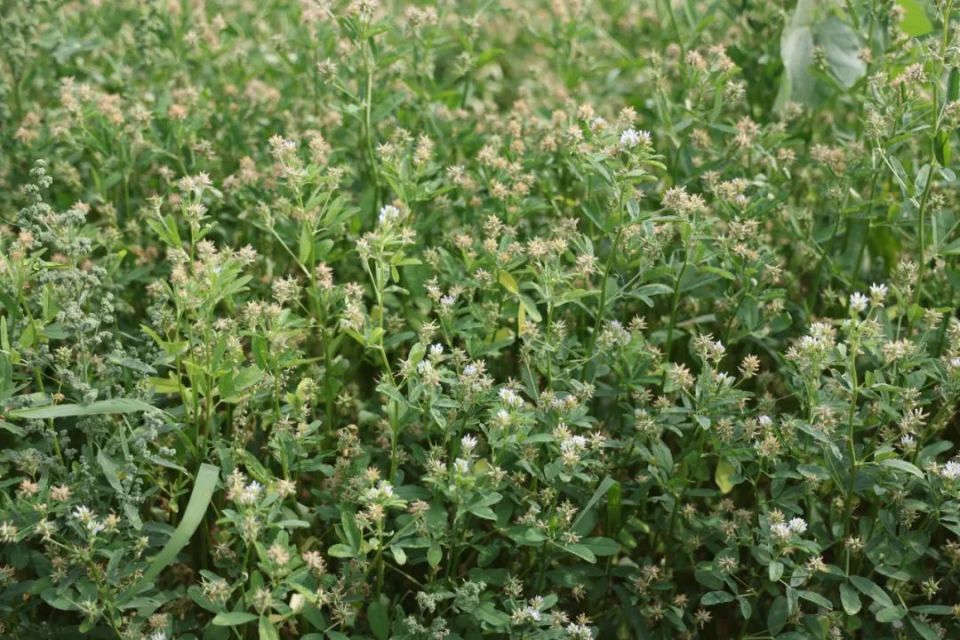 寿州香草又飘香,非遗文化展风采