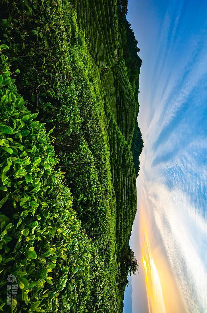 八景垫江之茶山叠翠