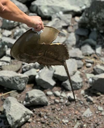 网友在深圳湾发现动物界"活化石"——鲎