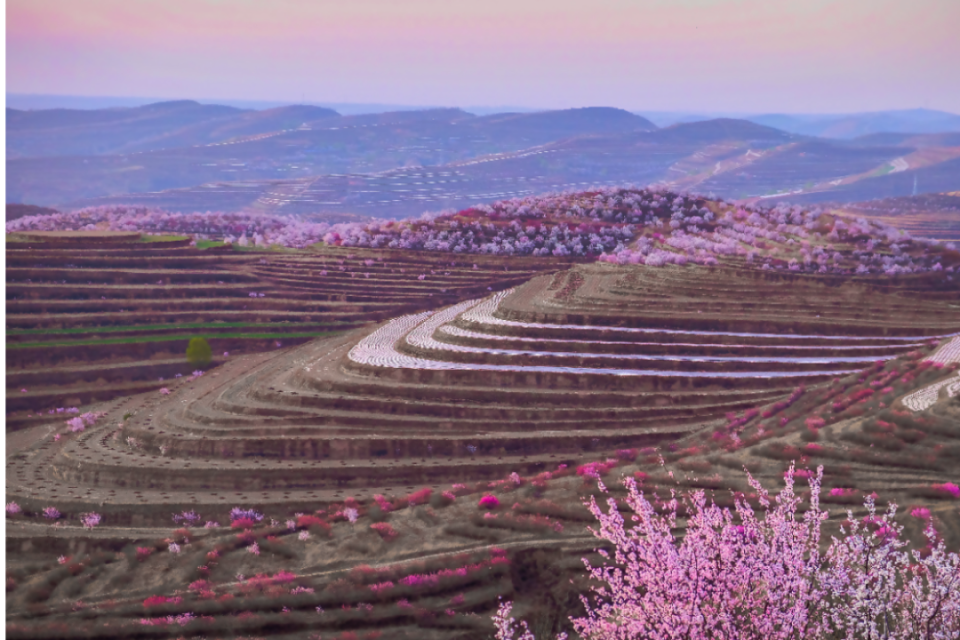 山花烂漫浪固原—赏花打卡点_腾讯新闻