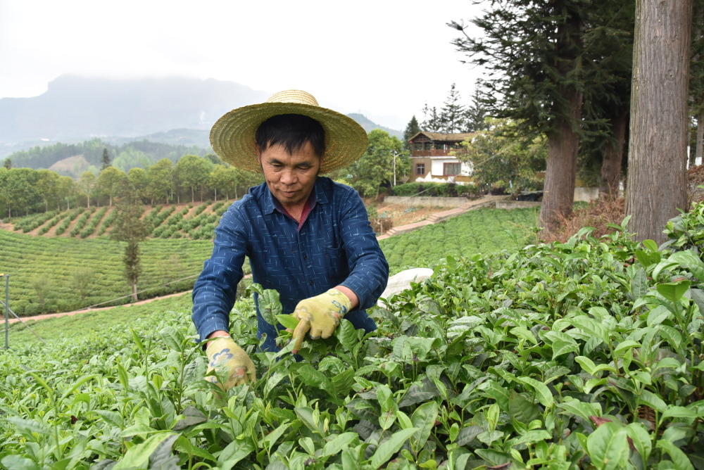 "卢关成说,他家种植有8亩多茶园,种茶已有30多年.