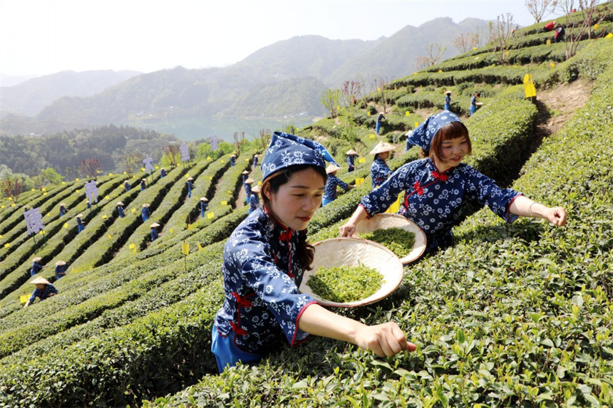向绿而生 向新而兴——湖北竹山县茶叶产业高质量发展侧记_腾讯新闻