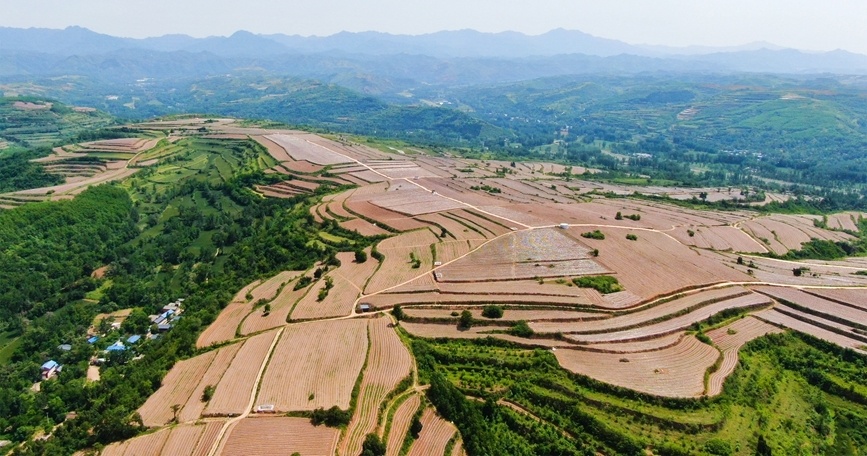 河南洛宁:层层梯田登云梯 错落起伏成佳景