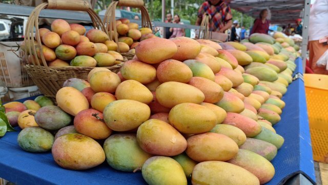 发布会|玉溪元江发展特色高效农业,打造高端水果基地_腾讯新闻