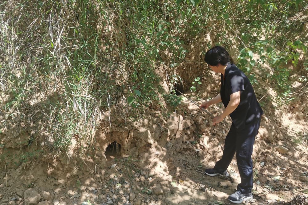 水利部海委整治63处害堤獾洞群_腾讯新闻