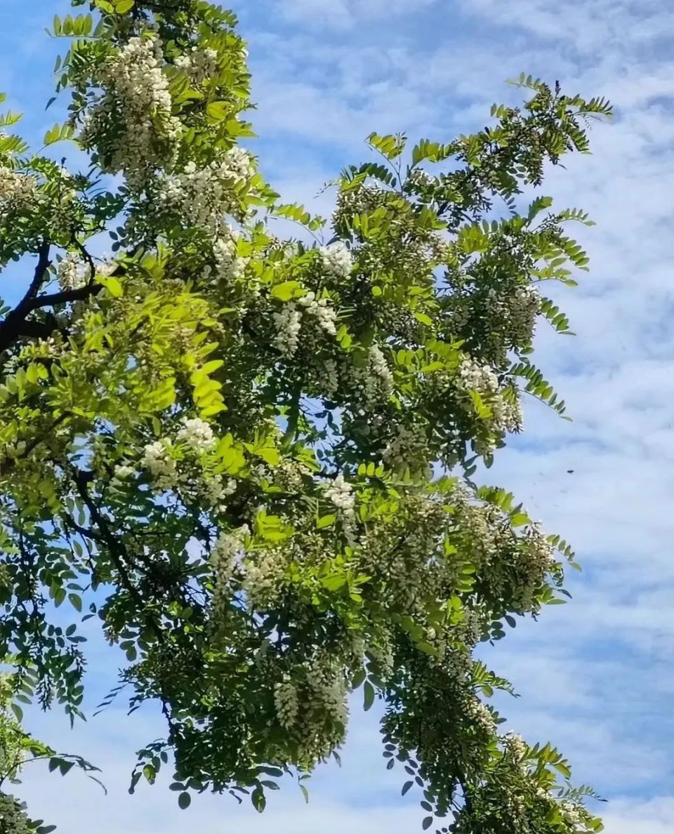 槐树花图片大全图片