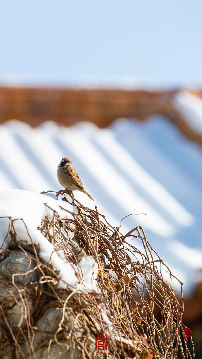 雪后天晴的故宫好好拍_腾讯新闻