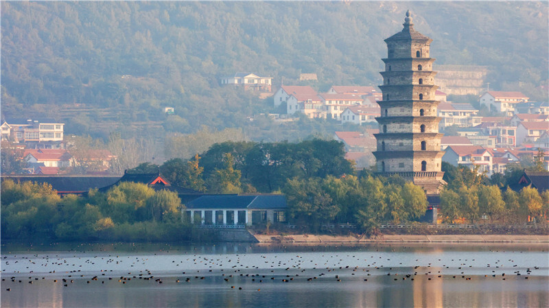 邂逅冬日精灵江苏连云港再现候鸟天堂
