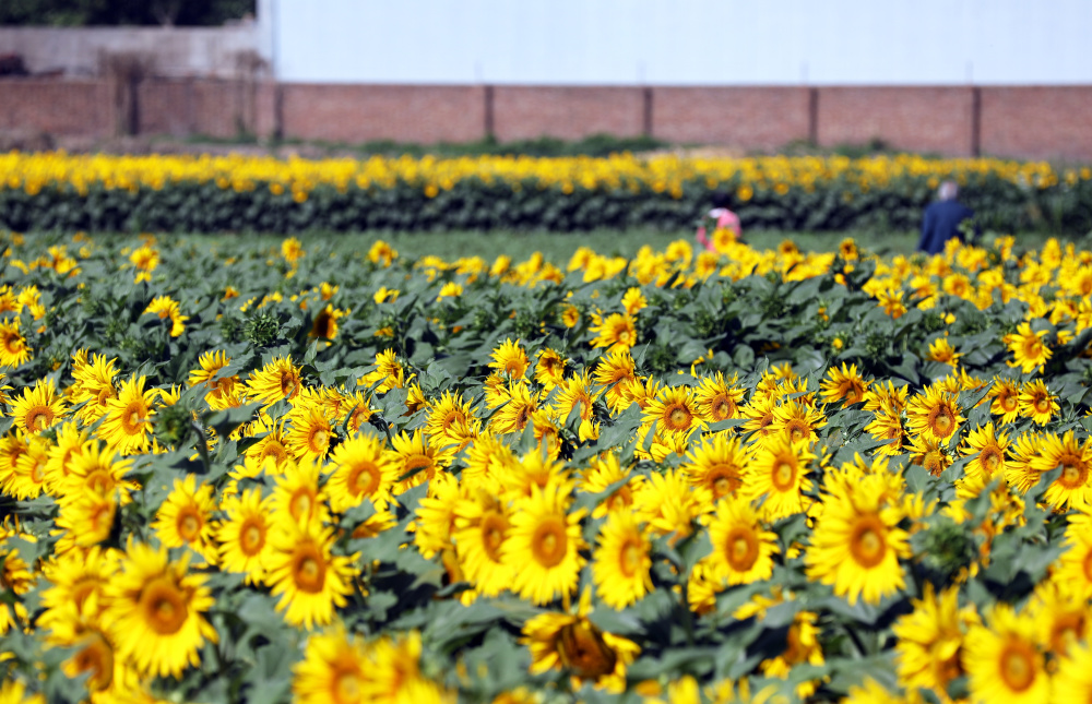 望着自己辛勤劳作的成果,当地村民刘先生喜笑颜开的介绍:"油葵开花时