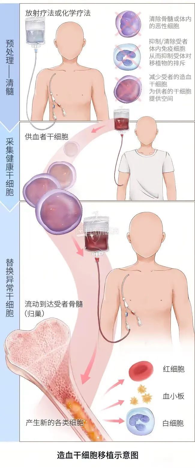 造血过程图片