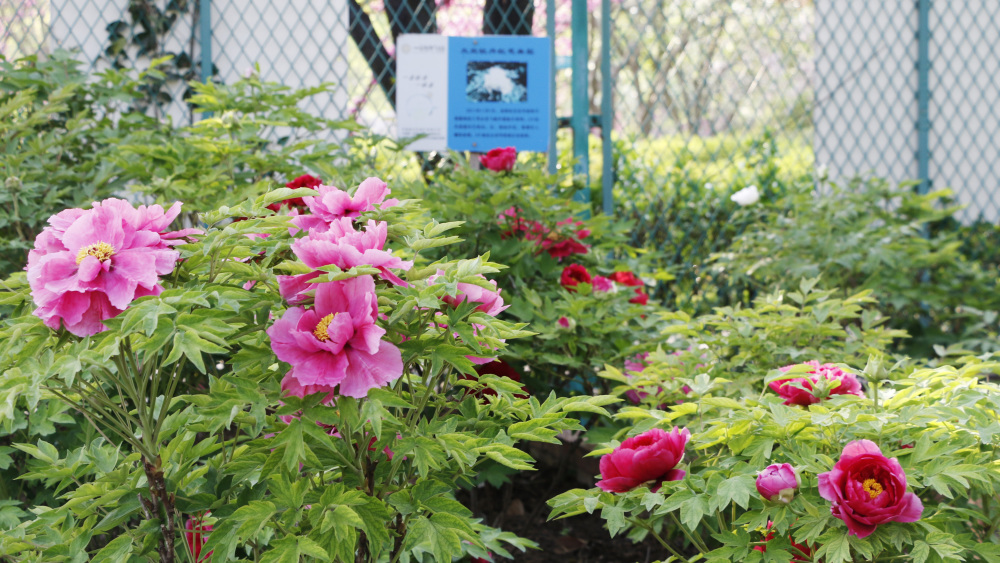 见过上过天的黑牡丹吗洛阳太空黑牡丹翰墨丹青通过新品种初审