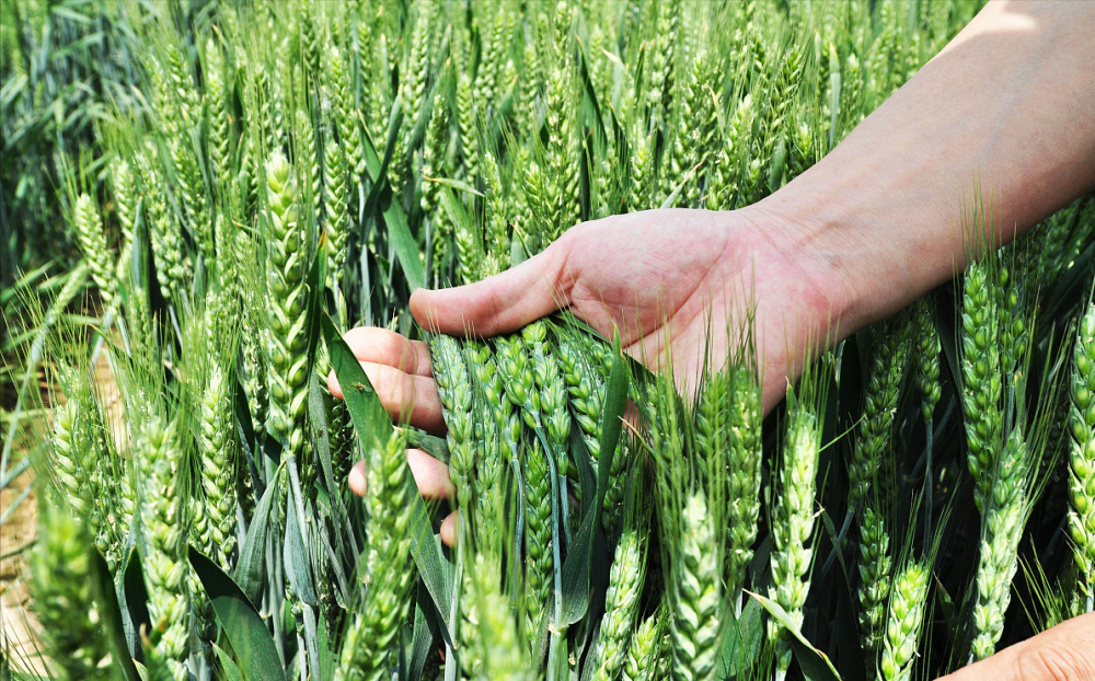 五一再现人从众小麦走势透心凉多地报价跌破14元