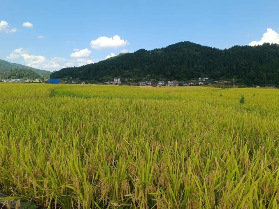 黄平县上塘镇:稻浪金波处 稻农展新颜