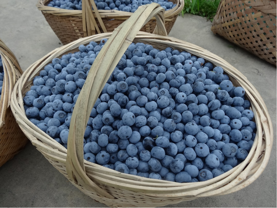 本地蓝莓上市啦!有哪些品种?如何选购