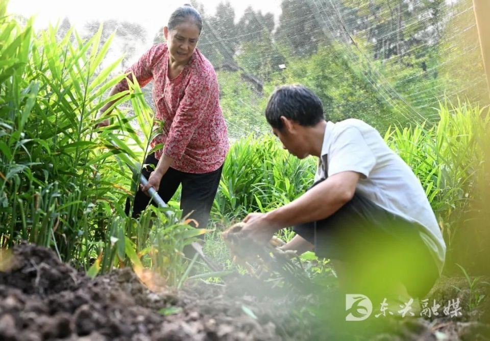 [南方生姜网-图片加载]