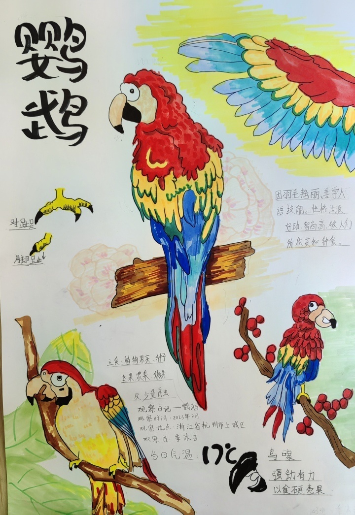 观鸟,画鸟,让爱鸟成为一种习惯