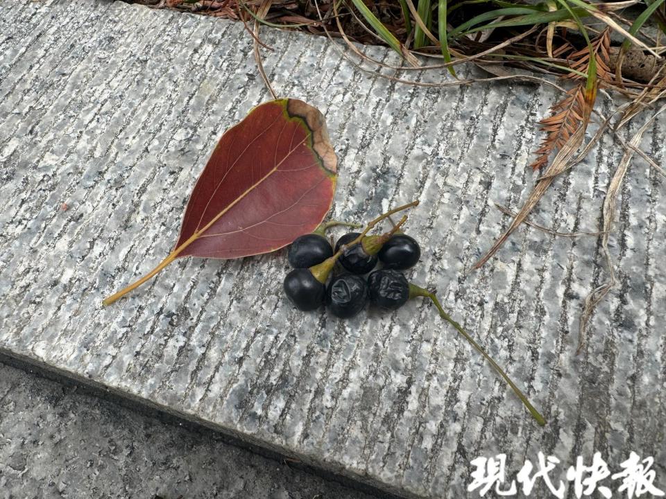 你被香樟树小果子背刺过吗染上果浆可以这样清理
