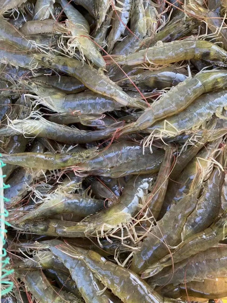 盐田虾是好东西,爱吃虾的人别错过!