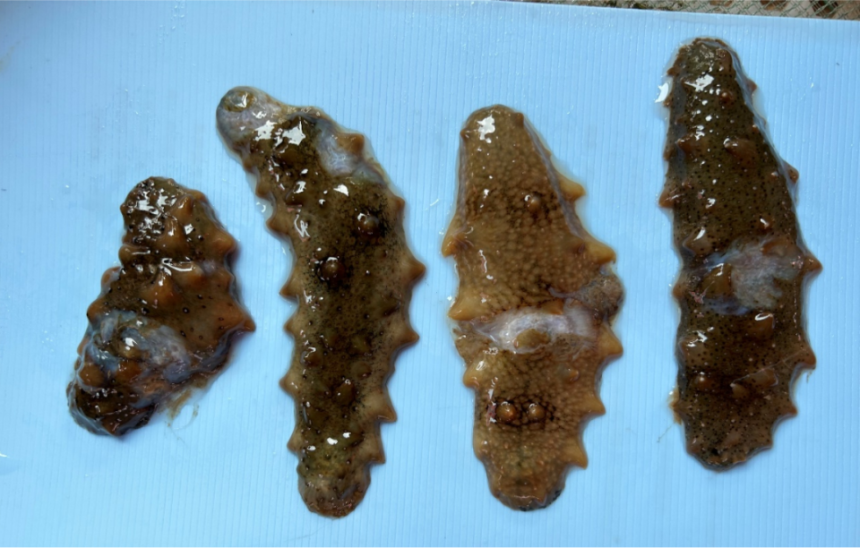 霞浦县海洋与渔业局,霞浦县海参协会委托中国水产科学院黄海水产研究