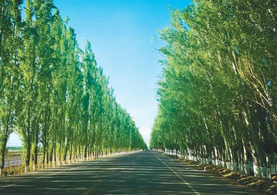 绿洲上的白杨_腾讯新闻