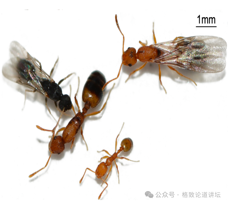 为什么这些蚂蚁总是工作,不想繁殖呢?