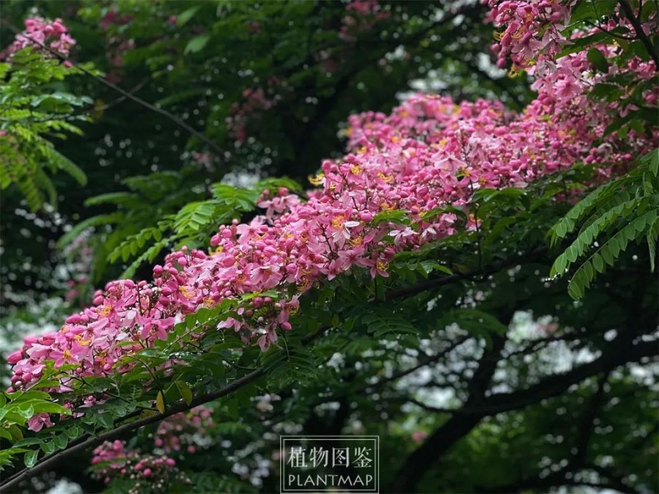 粉花山扁豆 | 在夏天撑起把粉色的伞