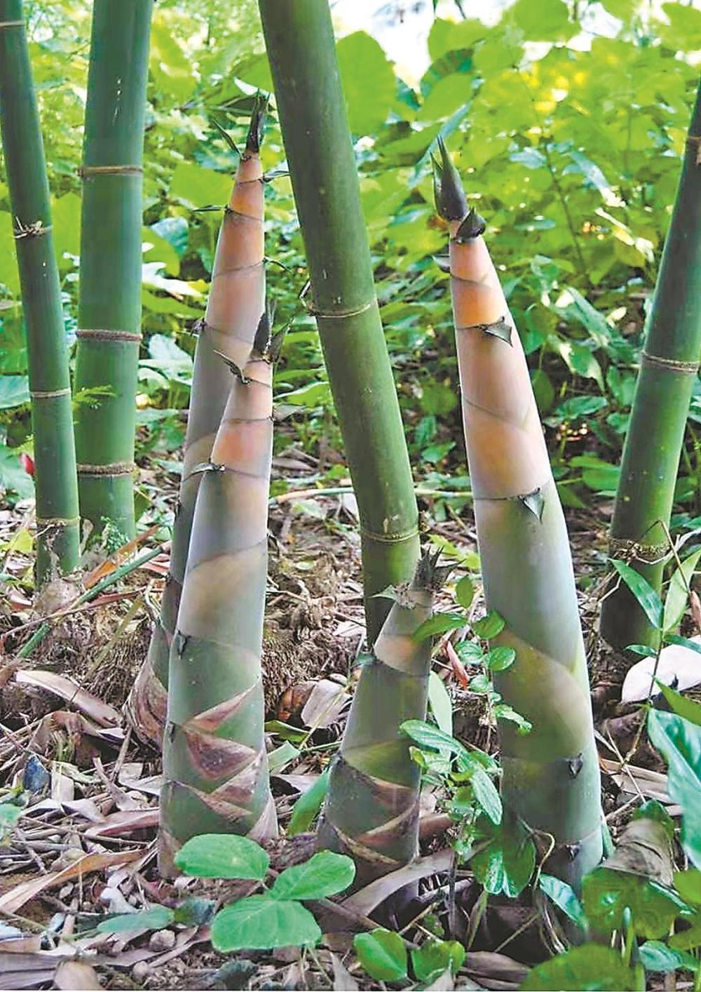 7万余名干部职工义务植竹超17万株 助力打造麻竹笋百亿产值产业_腾讯