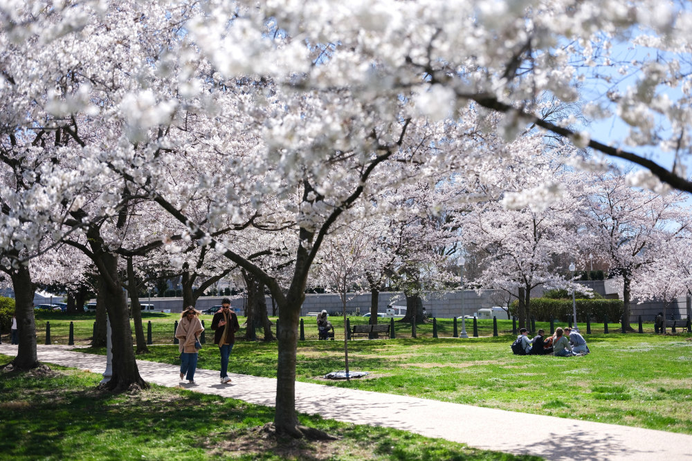 3月27日,人们在美国首都华盛顿一处公园欣赏樱花