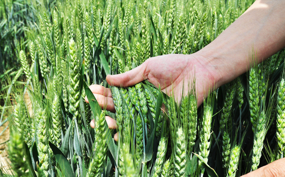 一声长叹湖北新麦低开陈麦眨眼跌回姥姥家了