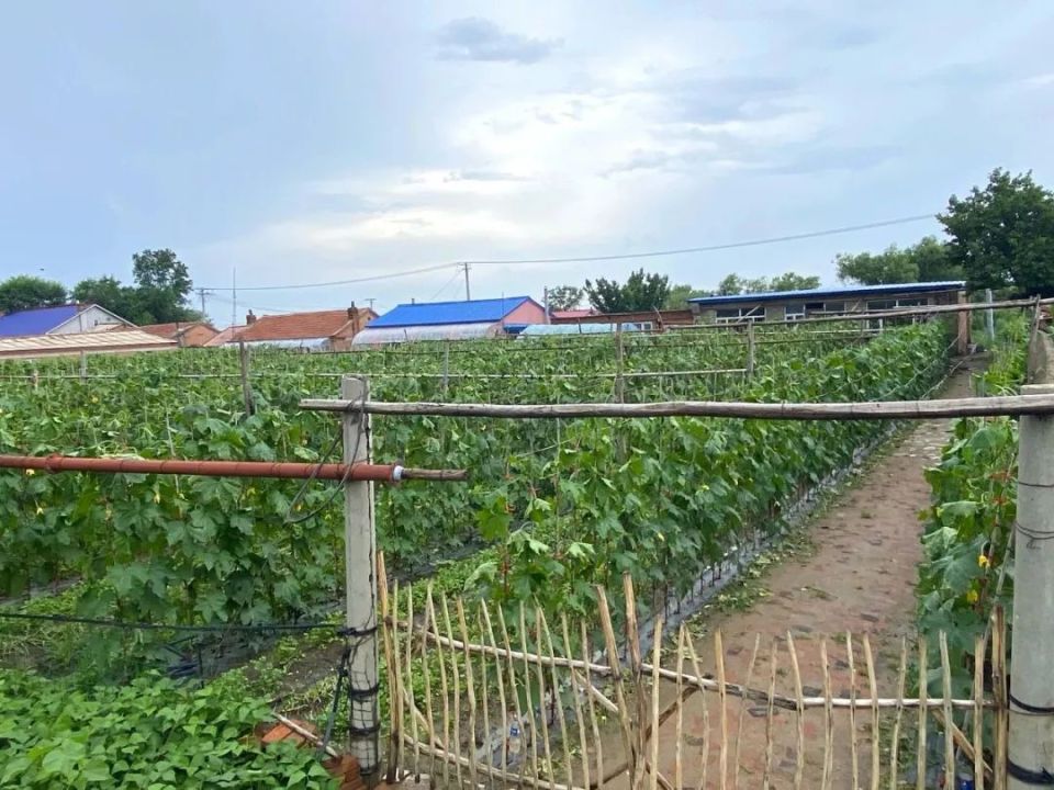 公主岭市怀德镇:全力打造"蔬菜经济"绘就乡村振兴新图景