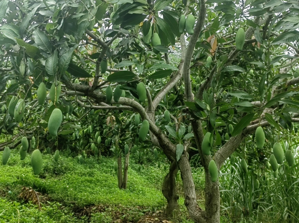 看气象如何赋能百色芒果丰收