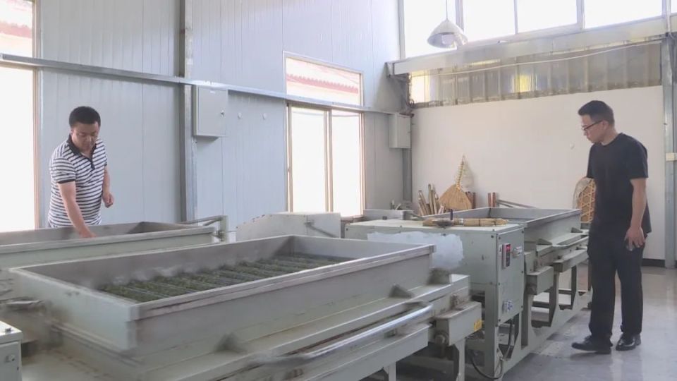 桑叶茶"首秀"出锅!我市绿杨春茶技艺绽新香